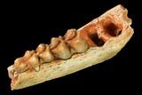 Eocene Ruminant (Lophiomeryx?) Jaw Section - France #155953-2